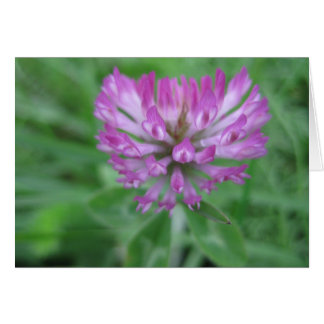 Cartão Flor de trevo vermelho