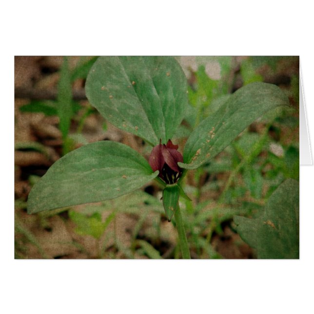 Cartão Flor de trilho (Frente Horizontal)