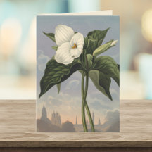 Flor de Trílio Branco Estilo Templo de Flora em Br