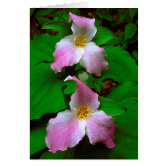 Cartão Flor de Trillium (Frente)