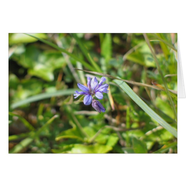 Cartão Flor desconhecida, Burren, Irlanda (Frente horizontal)