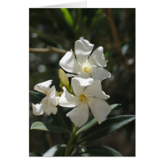Cartão Flor desconhecida, Vale da Morte