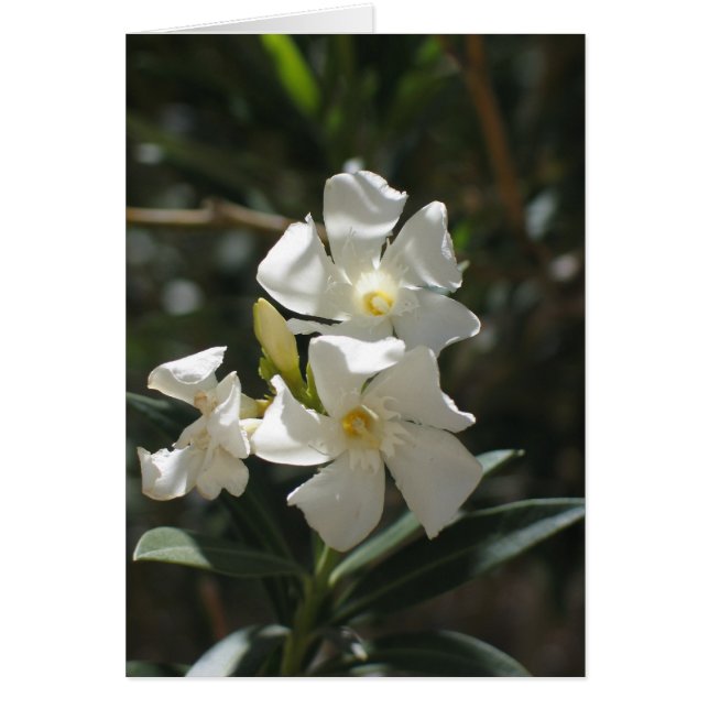Cartão Flor desconhecida, Vale da Morte (Frente)