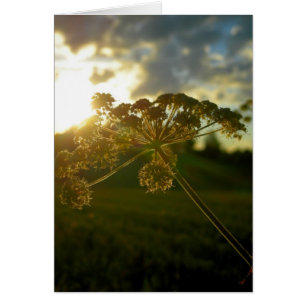 Cartão Flor do amanhecer
