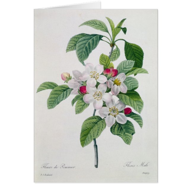 Cartão Flor, 'do DES de Les Choix mais Belles (Frente)
