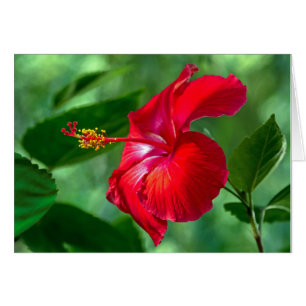 Cartão Flor do hibiscus
