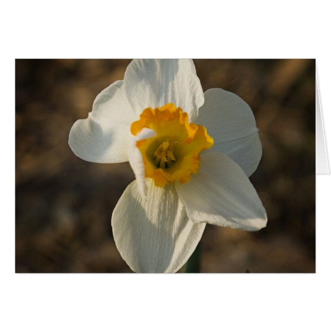 Cartão Flor do jardim (Frente horizontal)
