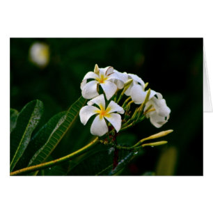 Cartão Flor do Plumeria, Maui