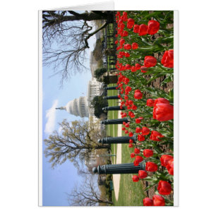 Cartão Flor do primavera do Capitólio dos E.U.