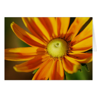 Cartão Flor do Rudbeckia