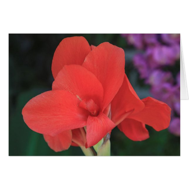 Cartão Flor encontrada nos jardins do D. Carlos I (Frente Horizontal)