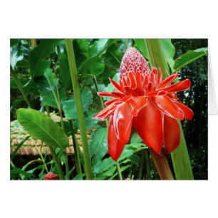 Cartão Flor Exótico Rosa de Feijão Vermelho