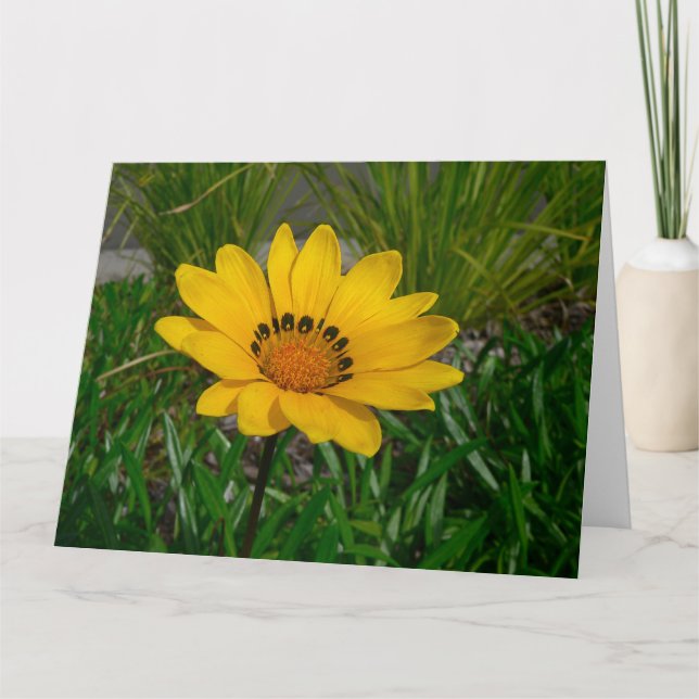 Cartão Flor Gazania (Frente)