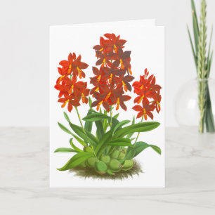 Cartão Flor_GC da Orquídea Vermelha Laranja - Placa de N