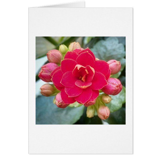 Cartão Flor Kalanchoe (Frente)