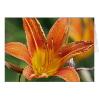 Cartão Flor Laranja