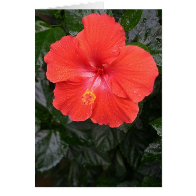 Cartão Flor Laranja Hibiscus (Frente)
