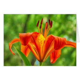 Cartão Flor Laranja Lily