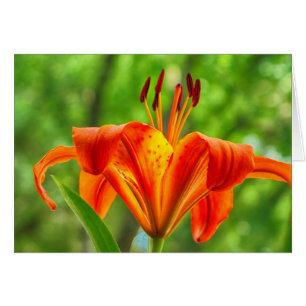 Cartão Flor Laranja Lily