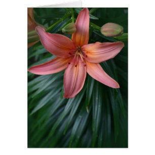 Cartão Flor Lily Rosa Tigre