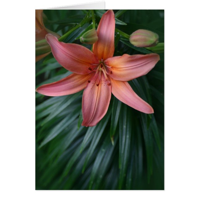 Cartão Flor Lily Rosa Tigre (Frente)