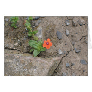 Cartão Flor, Newgrange, Irlanda do Norte