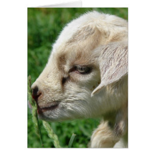 Cartão Flor no Goat Kid