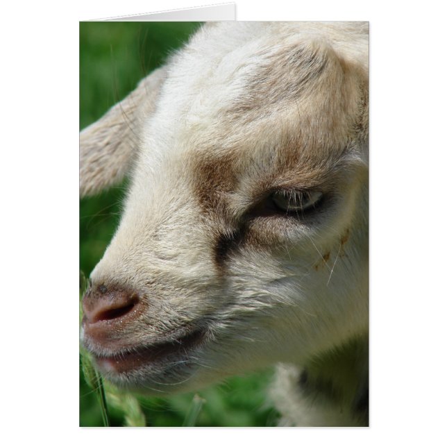 Cartão Flor no Goat Kid (Frente)