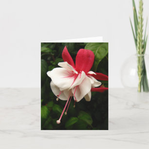 Cartão Flor Notecard de Fuschia