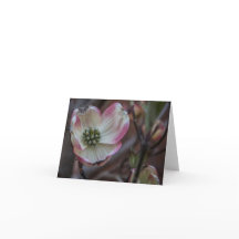 Flor Notecard do Dogwood