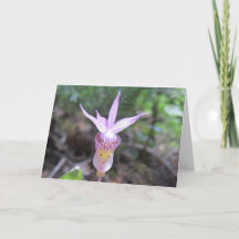 Flor Orquídea Fairyslipper