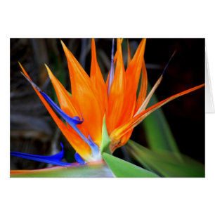 Cartão Flor: Pássaro do Paraíso