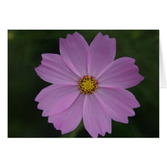 Cartão flor perfeita (Frente Horizontal)