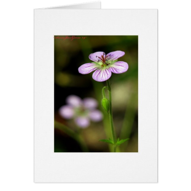 Cartão Flor púrpura petite (Frente)