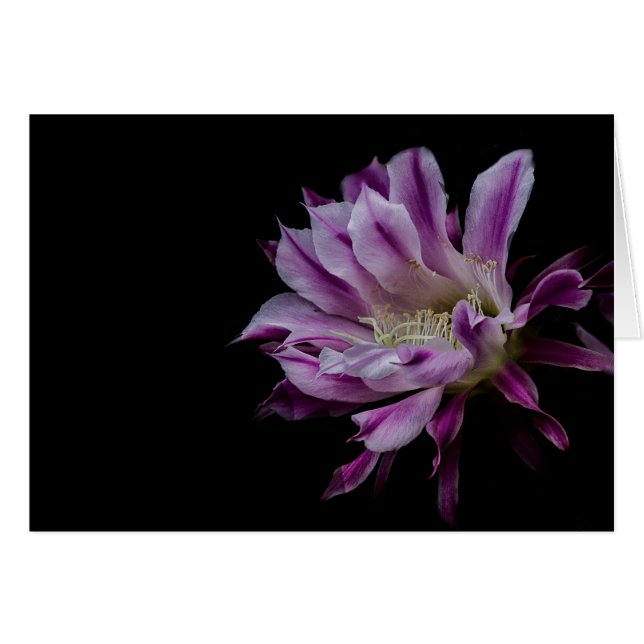 Cartão Flor Real Roxo e Branco (Frente Horizontal)