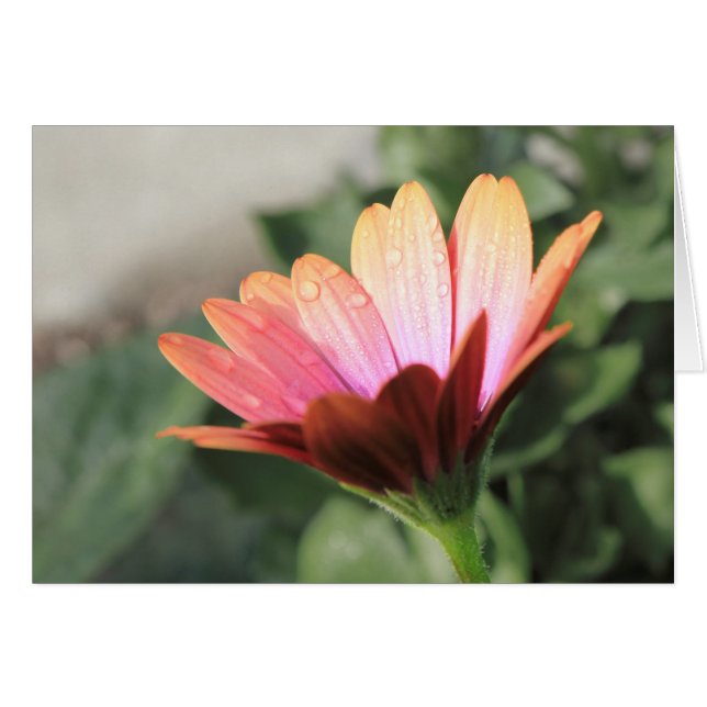 Cartão Flor rosa (Frente Horizontal)