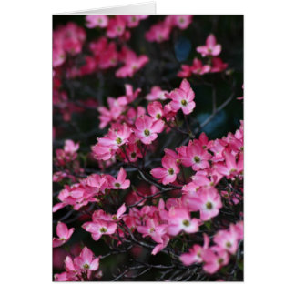 Cartão Flor rosa da Árvore de Dogwood
