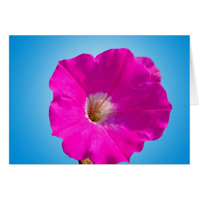 Cartão flor rosa de petúnia em azul. (Frente Horizontal)