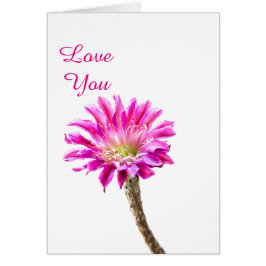 Cartão Flor rosa do cacto Piazza em flor