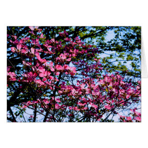 Cartão Flor rosa Dogwood
