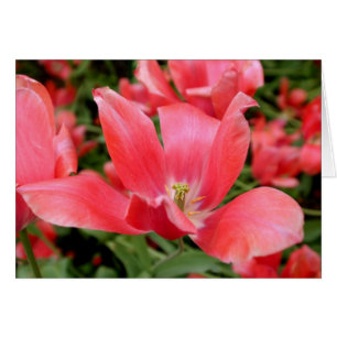 Cartão Flor rosa em Tivoli, Dinamarca