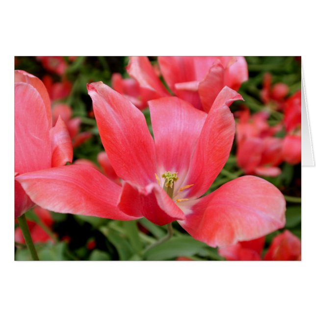 Cartão Flor rosa em Tivoli, Dinamarca (Frente Horizontal)