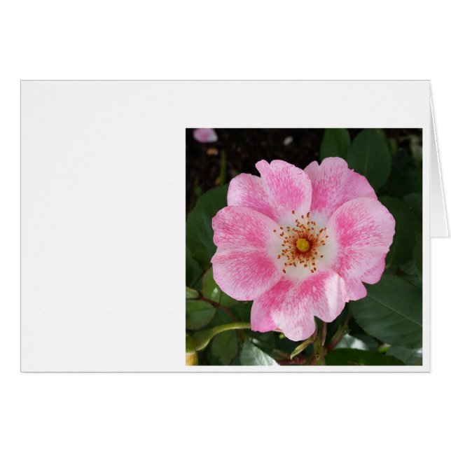 Cartão flor rosa na sombra (Frente Horizontal)