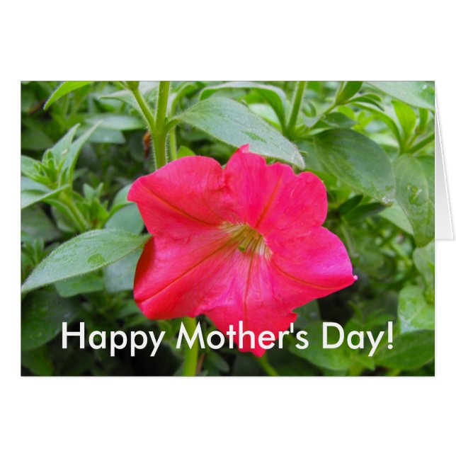 Cartão Flor rosa Petunia (Frente Horizontal)