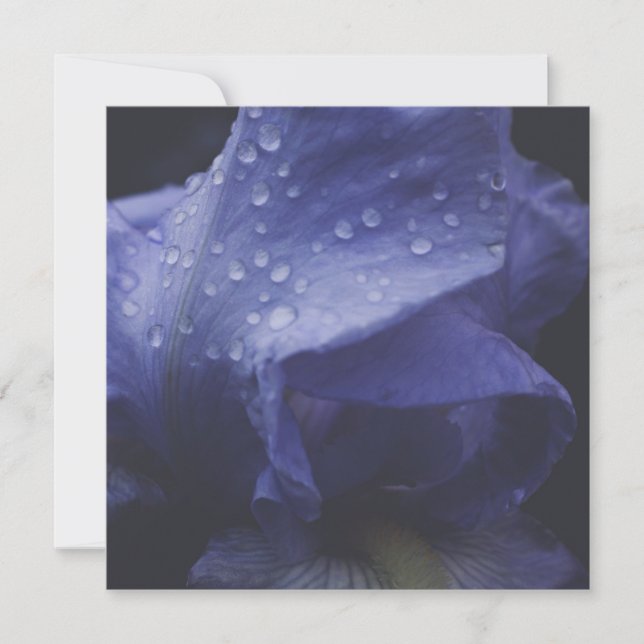 Cartão Flor Rosa púrpura (Frente)