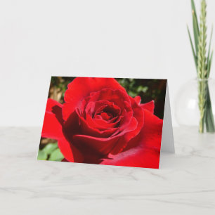 Cartão Flor Rosa vermelha Brilhante Floral