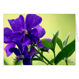 Cartão Flor roxa da beleza (5,0)