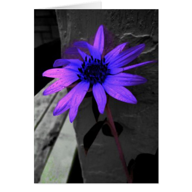 Cartão Flor roxa de Colorsplash preto e branco (Frente)