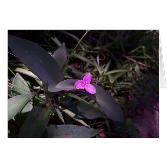 Cartão Flor Roxo na Sombra (Frente horizontal)