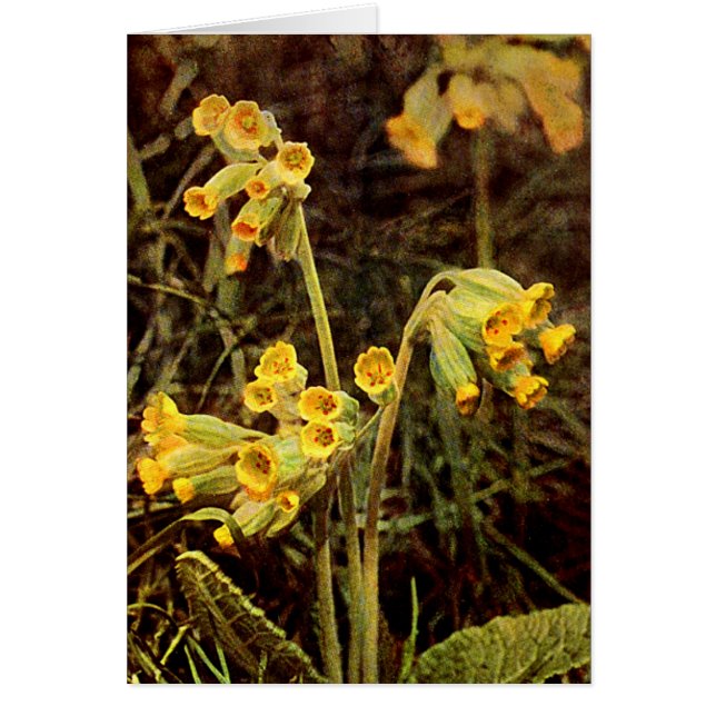 Cartão Flor selvagem: Cowslip (Frente)